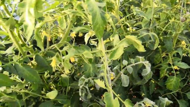 Обзор первой томатной теплицы на 10 июня 2020г. Ранние томаты