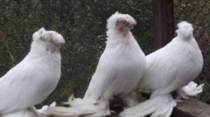 Среднеазиатские двухчубые голуби и их окрасы.