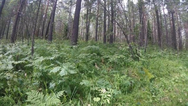Поход Красноярск-Железногорск с Пашей. Часть 1. Торгашинский хребет. смотреть онлайн