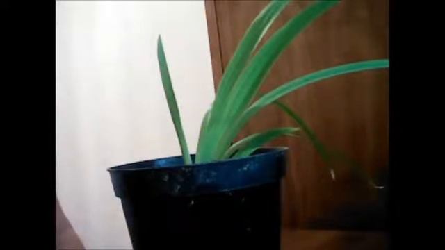 Растение полгода спустя смотреть онлайн