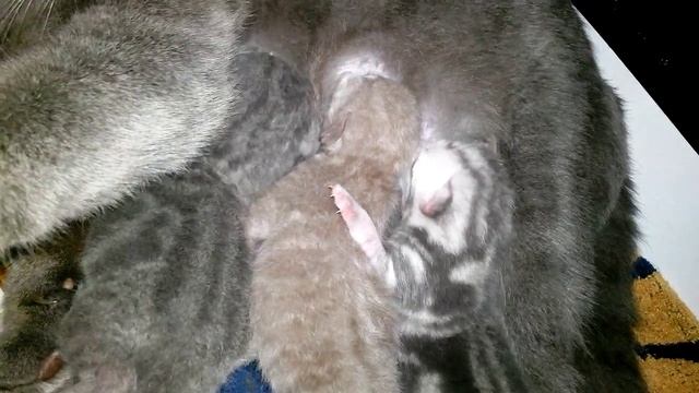 Офигеть КОТЯТА с мамой, маленькие британцы кормятся смотреть онлайн