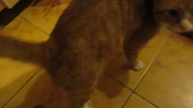 У котика Кеши болит лапка смотреть онлайн