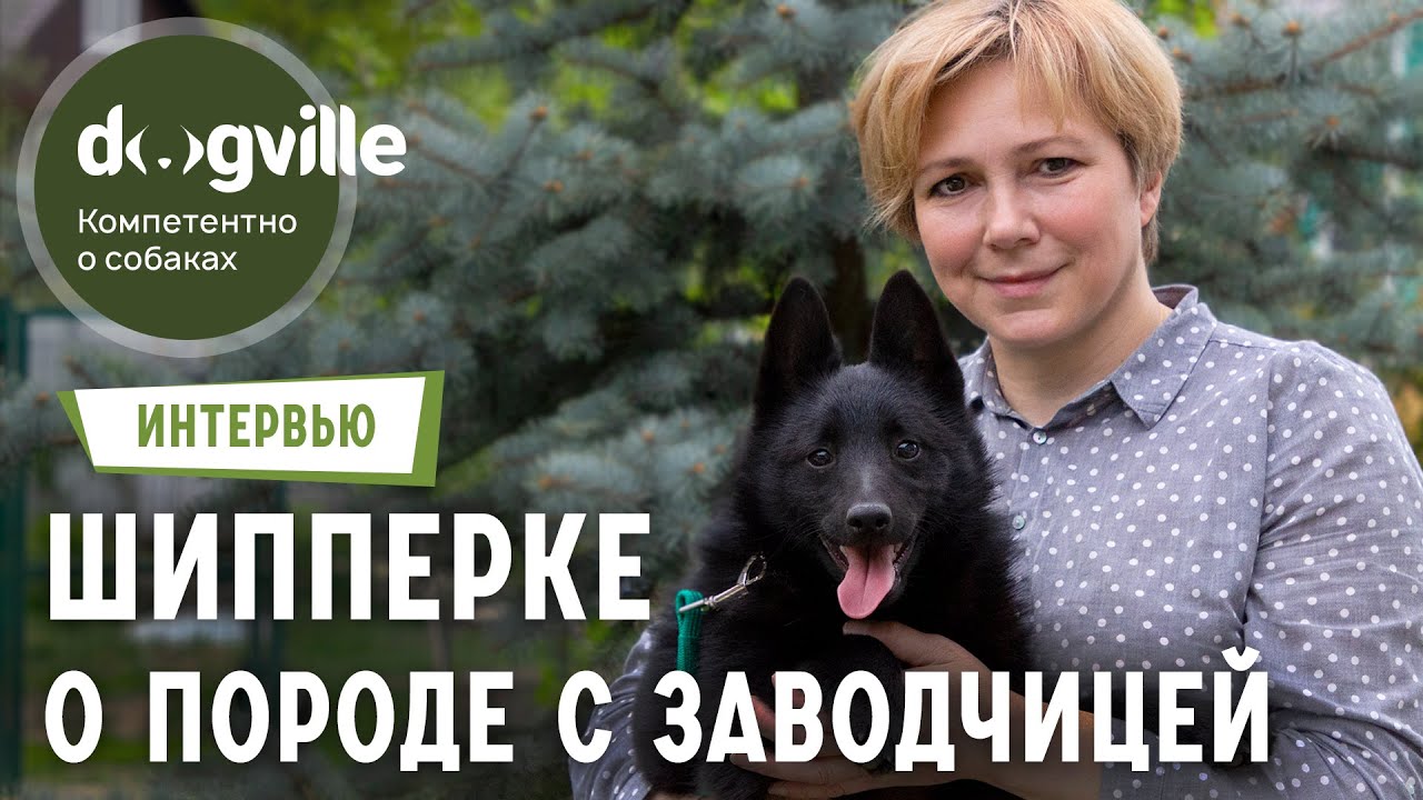 О породе Шипперке - Интервью с заводчицей смотреть онлайн