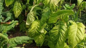 Обзор табака. Берли Краснодар, Спектр 12.08.2022