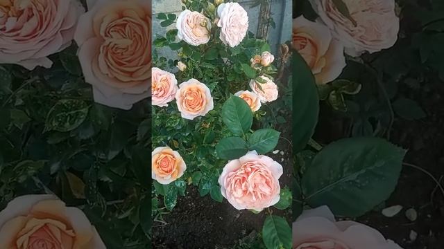 троянда абрахам дерби смотреть онлайн