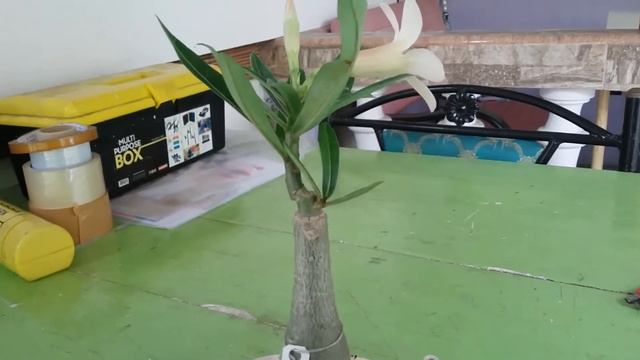 Adenium id the peach. смотреть онлайн