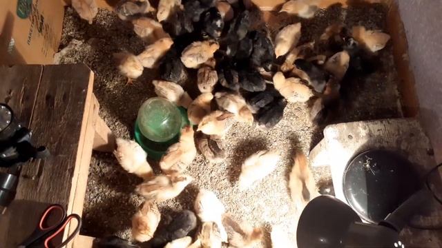 2019 год Вывод осенью смотреть онлайн