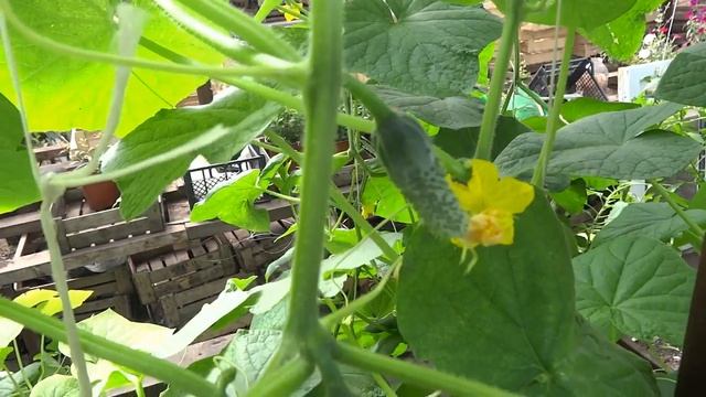 Пасынкуем огурцы в теплице для увелчения урожая смотреть онлайн