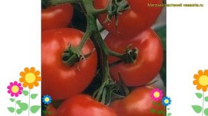 Томат сортовой Никола. Краткий обзор, описание характеристик solanum lycopersicum Nikola