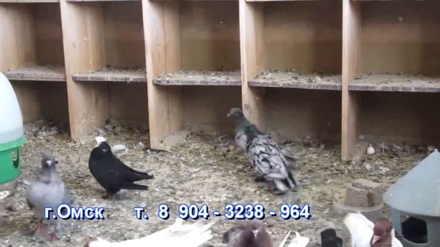 Омские голуби ( 6 ) смотреть онлайн