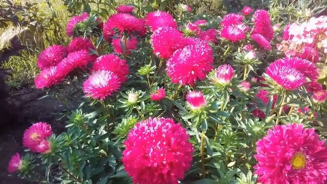 АСТРА выращивание и уход