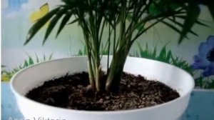 Взрослое растение Хамедорея Изящная/Пальма Chamaedorea/Бамбуковая пальма #chamaedorea