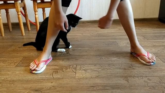 Дрессировка. Простые команды для кота. смотреть онлайн