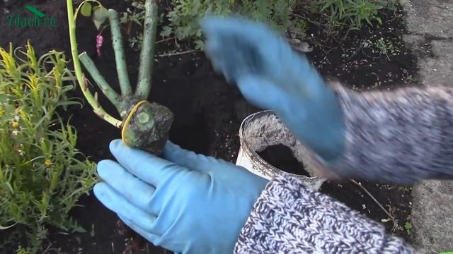 Посадка розы - 7 дач смотреть онлайн