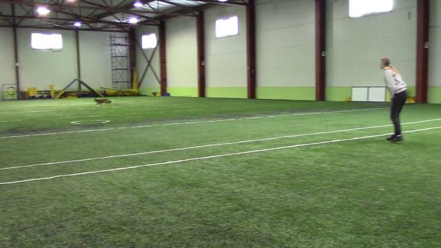 Мошникова Елизавета Бордер колли Пати Pitch-and-go сорев. AmiGo