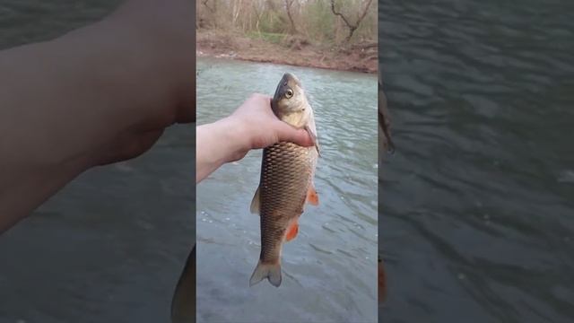 Апрельская мощь? #fishing #абинск #рыбалка #2022 #shorts #youtube #голавль #youtubeshorts #gopro смотреть онлайн