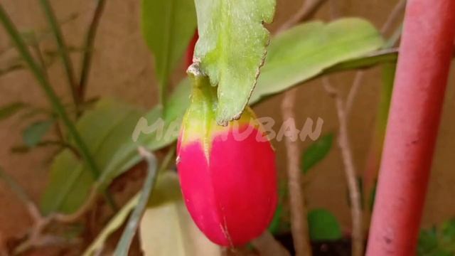 Brahma kamal fruit | English | bloom of rare fruit || Dutchman's pipe cactus смотреть онлайн