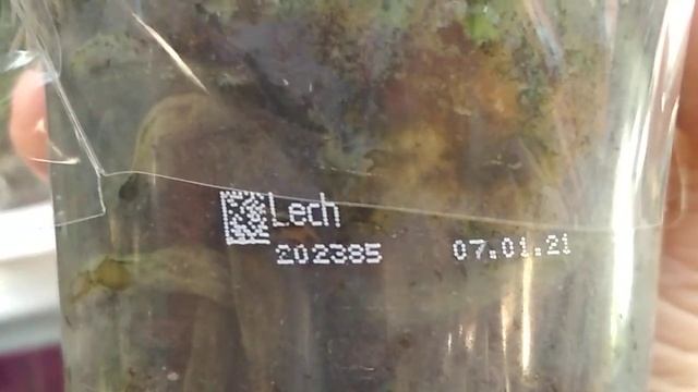 Новые ОРХИДЕИ ? в ОБИ тц Фантастика ?(09.10.2021) смотреть онлайн