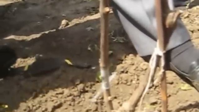 Прививка винограда на куст, часть 2 смотреть онлайн