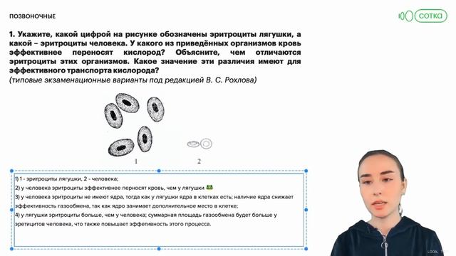 Эритроциты разных животных | Биология ЕГЭ 2023 смотреть онлайн