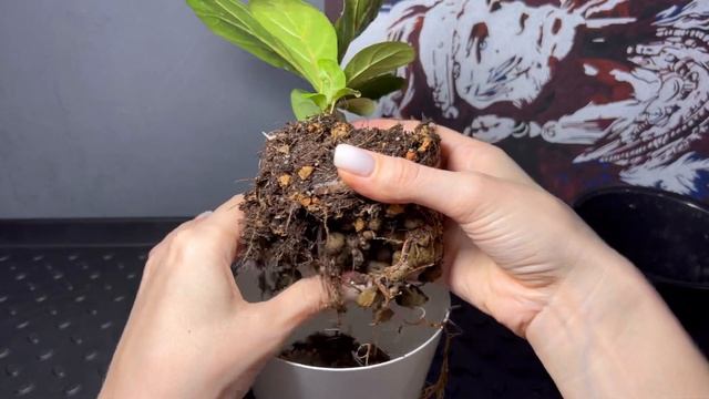 Быстрая пересадка фикуса Лирата | Возвращаю корни туда, где они должны быть