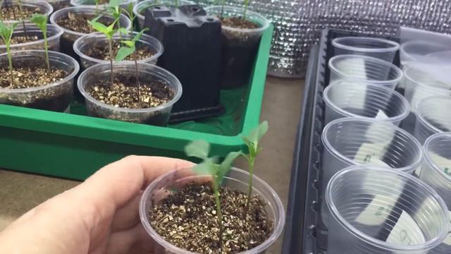 Как я сею томаты смотреть онлайн