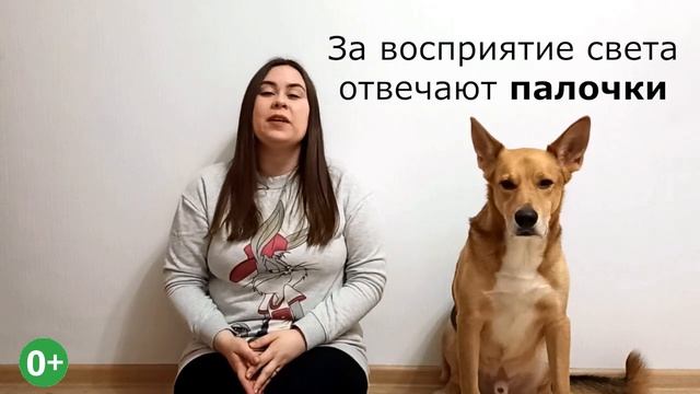 В каких красках собаки видят Мир. Свет и цвет у собак (выпуск 1) смотреть онлайн