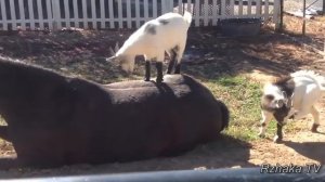 Лучшие приколы про коней