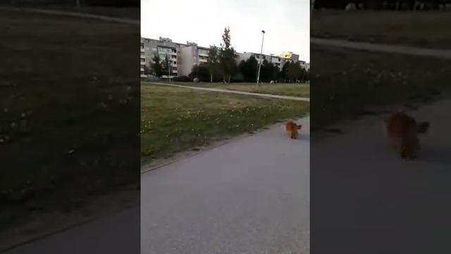 Вечером гуляла в Тонди Лоо смотреть онлайн
