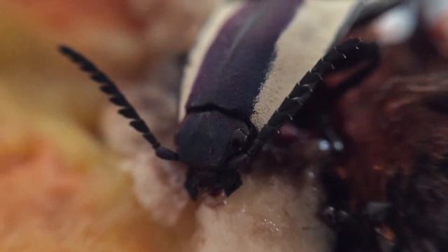 Click Beetle Eating Banana смотреть онлайн