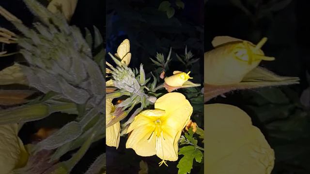 Сегодня в мире 😊. Чудеса природы 💖. НАМАЗШАМ расцветает на глазах . 10 июня 2016 г смотреть онлайн