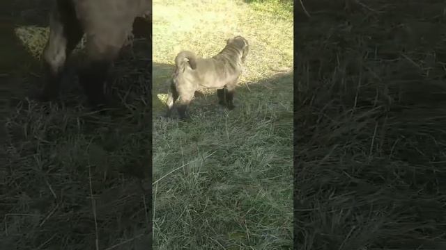 шарпей голубая девочка Хелавис Офелия ❤️ sharpei blue girl Helavis Ophelia ❤️ смотреть онлайн