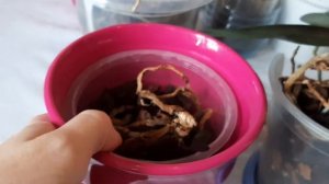 Бизнес на пеньках от орхидей ?