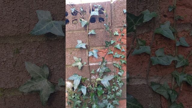 Nature is taking over смотреть онлайн