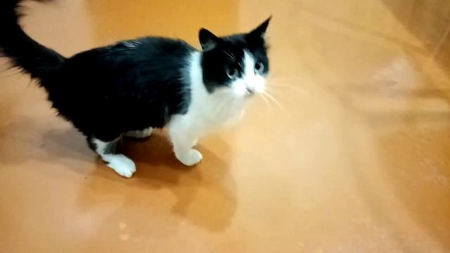 ГОЛОДНЫЕ КОШКИ - ОПАСНЫЕ ЗВЕРИ! ? смотреть онлайн