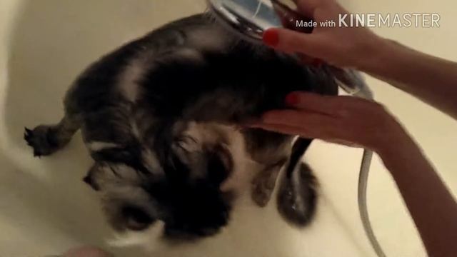 Как Помыть Кота Безопасно Для Него и Себя? - Американский кёрл Джордан принимает душ смотреть онлайн