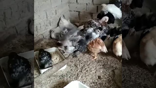 Мини Мясные, Павловские, фавероль, маран, Бресс Галльские, цыплята полтора месяца.2020 смотреть онлайн