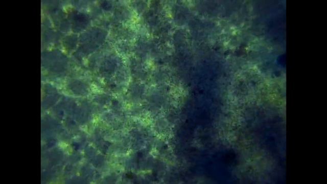 Honduras: Snorkel and Scuba in Caribbean Reef GoPro HD смотреть онлайн