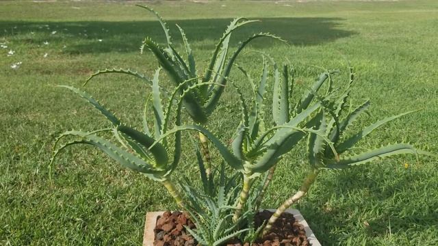 Aloe Vera Bonsai Way of Growing An update video of Aloe Vera Arborescens Species смотреть онлайн