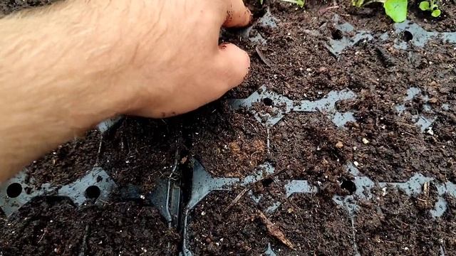 Выращивание цинерарии гибридной смотреть онлайн