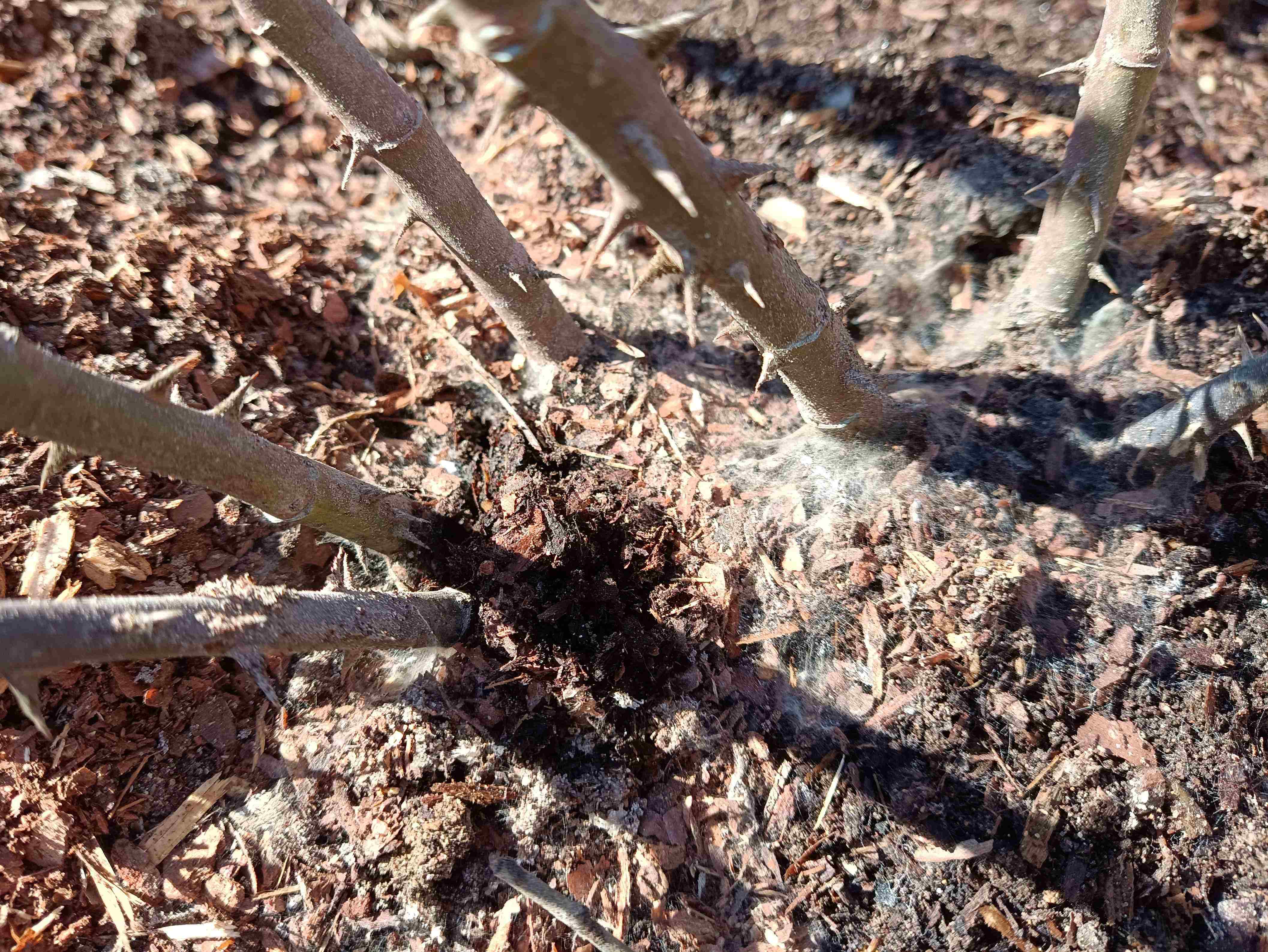 РОЗЫ. ПЛЕСЕНЬ. МОРОЗОБОИНЫ. ЧТО ДЕЛАТЬ? НАЧИНАЮЩИМ смотреть онлайн