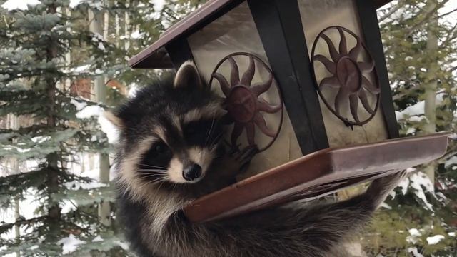 Ricky Raccoon Visits смотреть онлайн
