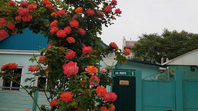 Просто ФЕЕРИЧЕСКОЕ??? Цветение плетистой розы ДЕКОР АРЛЕКИН (вроде?) цветёт просто на улице Красотк смотреть онлайн