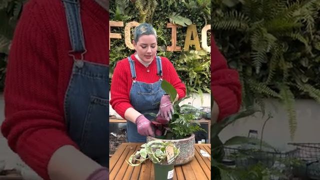 How To: House Plant Arrangement | pteris ensiformis | peace lily | calathea rosey | pothos смотреть онлайн