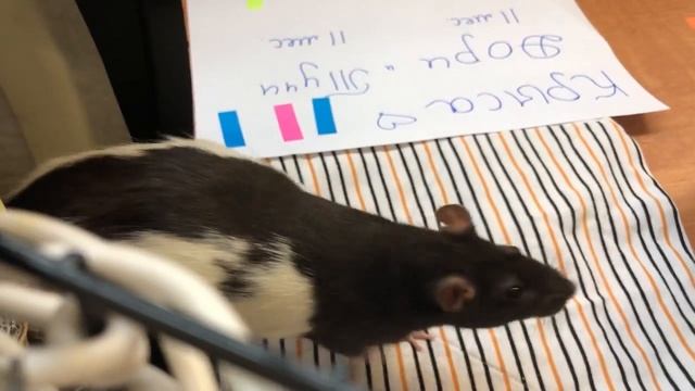 Выставка животных/крысы/шиншилла/тритон и т.д смотреть онлайн