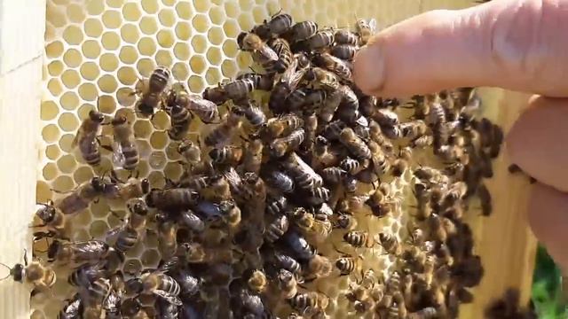 ПРИЗНАК РОЕНИЯ? Выкучивание пчёл смотреть онлайн