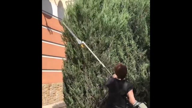 Когда стричь ХВОЙНЫЕ? Обрезка ТУИ. Стрижка можжевельника. УХОД весной. смотреть онлайн