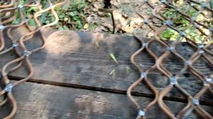 Монастырская решетка