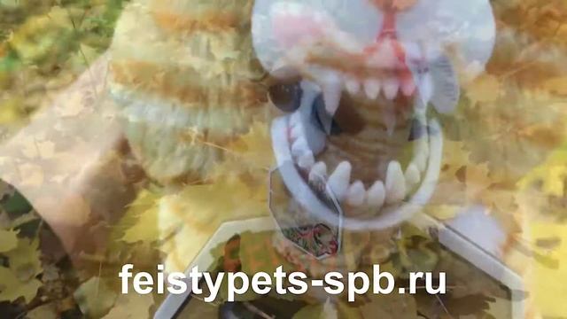 Фести петс рыжий кот смотреть онлайн
