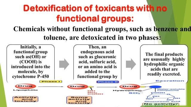 MED.LEVEL 2. GIT module .BIO Lecture 8 -Role of liver in detoxification part 1 смотреть онлайн